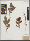 Foto von Salix appendiculata Vill. x Salix purpurea L.